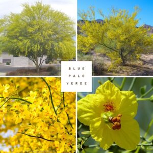 Blue Palo Verde Collage