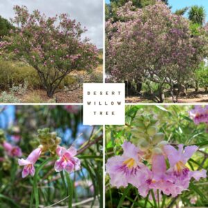 Desert Willow Tree Collage