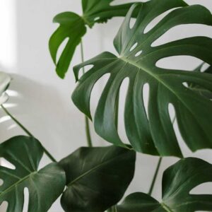 Tropical Plant: Monstera Deliciosa