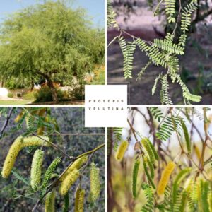 Prosopis velutina collage