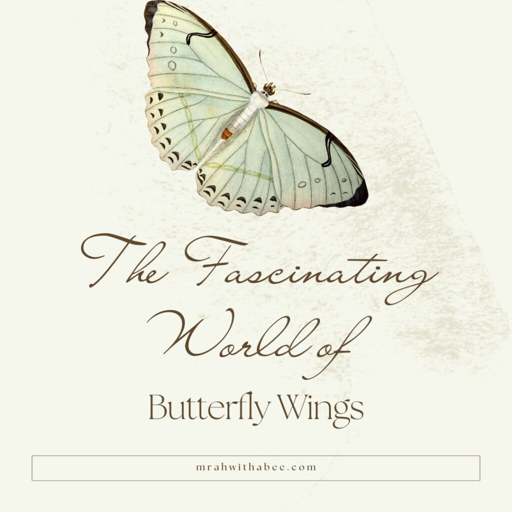 The Fascinating World of Butterfly Wings