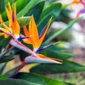 Indoor Tropical Plants: Birds of paradise