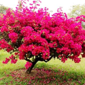 Bougainvillea tree