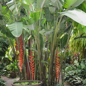 Heliconia tree