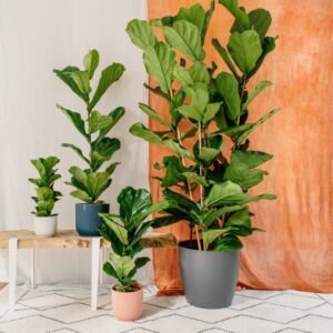 Fiddle leaf fig