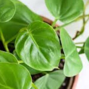 Philodendron