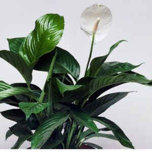 Tropical indoor plant: peace lily