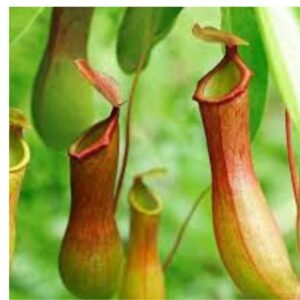 Tropical indoor Pitcher Plant