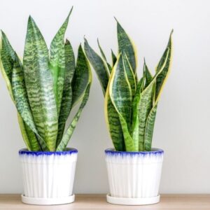 Snake Plant