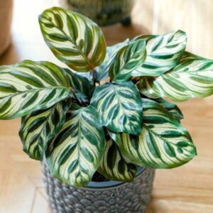 Calathea