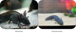 Difference between wild and black axolotls 