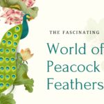 Peacock-Featured Image