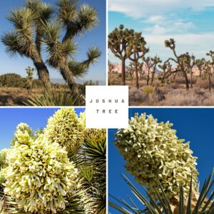 joshua tree collage